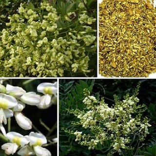 5 KG TRÀ HOA HÒE , thực phẩm đồ uông