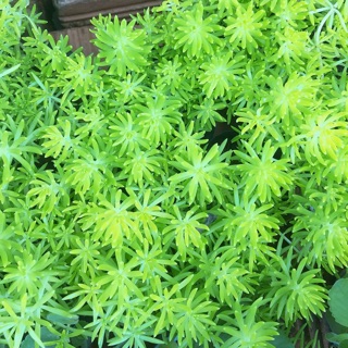 Cây mười giờ Úc