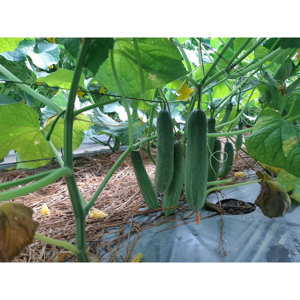 Hạt Giống Dưa Leo AGRI MEKONG 666 -
