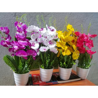Chậu hoa lan trang trí