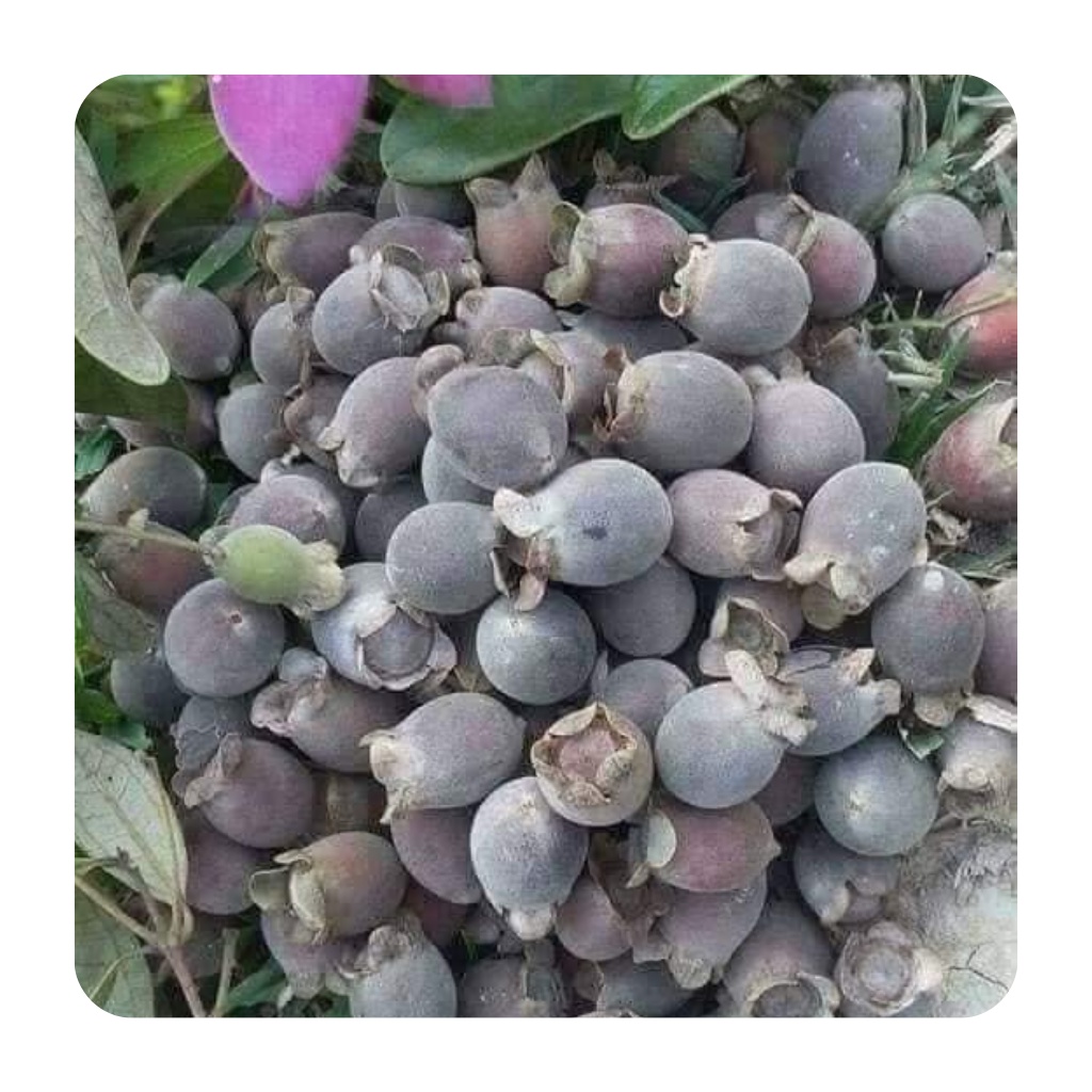 Sim rừng khô loại 1 hàng mới hỗ trợ hệ tiêu hoá, tăng cường sinh lý túi 1kg | BigBuy360 - bigbuy360.vn