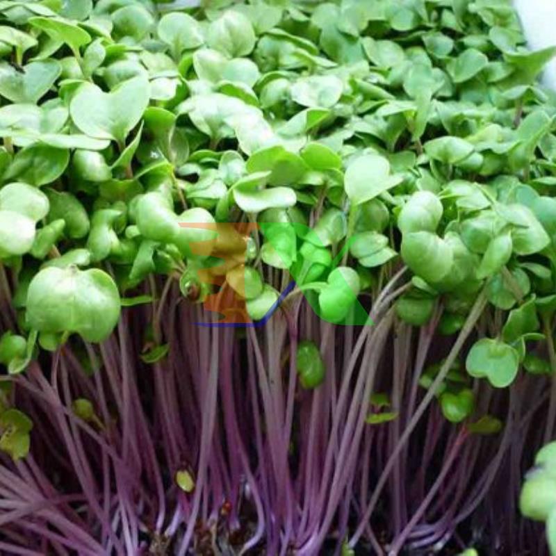 Hạt Giống Rau Mầm Củ Cải Đỏ Giòn Ngọt, Nhanh Thu Hoạch (1kg)