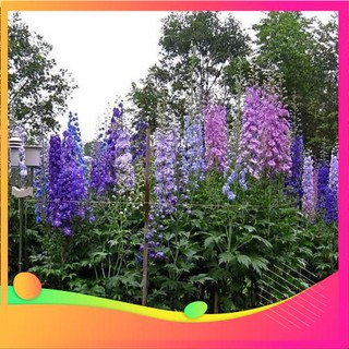 Hạt Giống Hoa Phi Yến - 50 Hạt VIETGAR