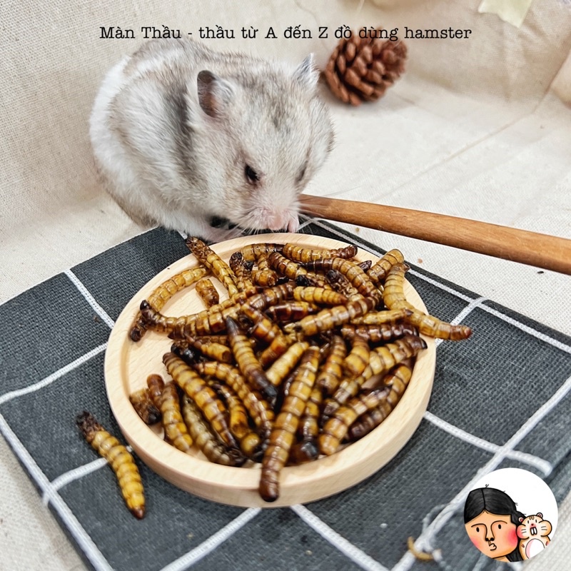 Sâu rang dành cho Hamster