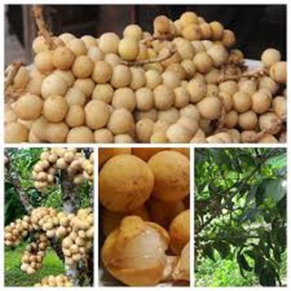 Cây giống Bòn Bon Thái Ghép.