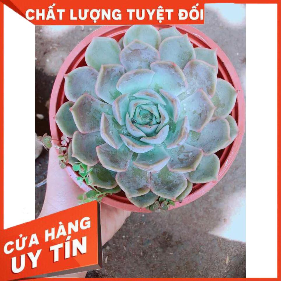 Sen đá tím cánh cứng size đại Nhiều Người Mua