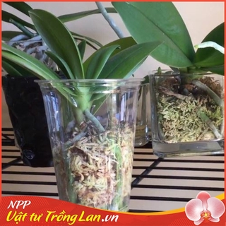 GIÁ THỂ TRỒNG GIỮ ẨM CHO LAN RÊU TRẮNG CHILE - (300GR), GIỮ ẨM TỐT