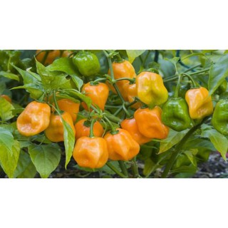 [Big Sale] (NK Mỹ) Hạt giống ớt cam siêu cay Habanero - 15 hạt