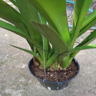 Hàng chuẩn hoa phong lan kiếm vàng