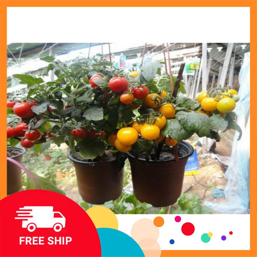 Hạt giống cà chua cherry lùn đỏ 30 hạt