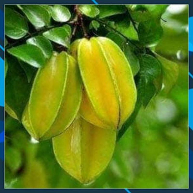 CÂY GIỐNG KHẾ NGỌT SIÊU TRÁI