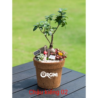 CHẬU XƠ DỪA ORGINI - Chậu kiểng 02: cao 18, đỉnh 18, đáy 13