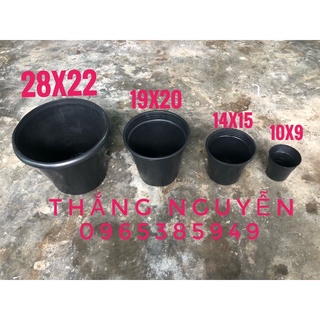 Chậu trồng kiểng lá