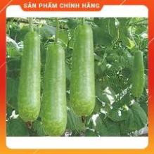 HẠT GIỐNG BẦU SAO F1 TRÁI NGẮN