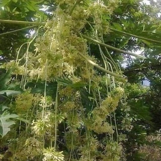 cây đu đủ đực, cây đu đủ, đu đủ giống