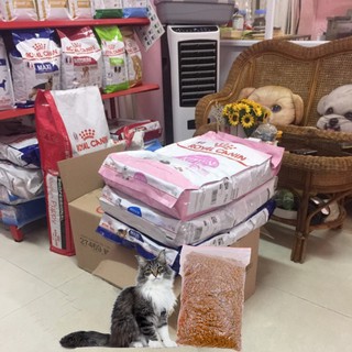 500gr Thức ăn hạt cho mèo con Royal Canin Kitten