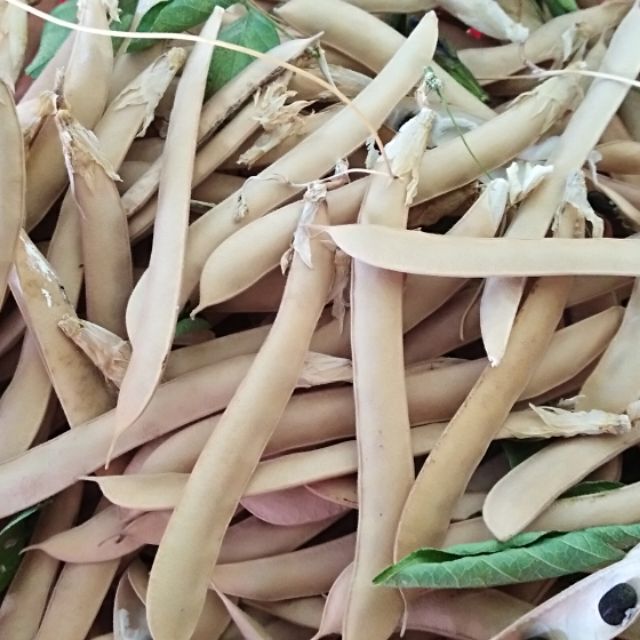 Hạt giống hoa đậu biếc 1k /3 hạt