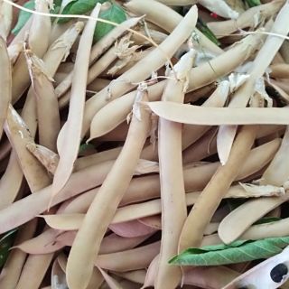 Hạt giống hoa đậu biếc 1k /3 hạt