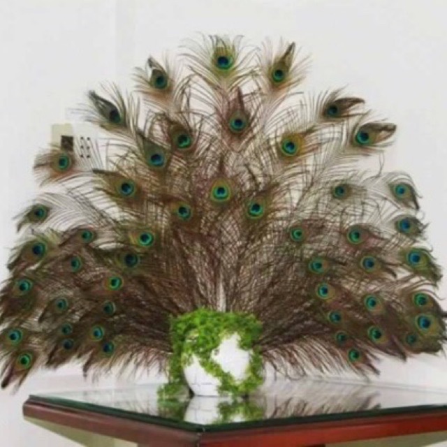 Lông công 100cm tự nhiên tài lộc | BigBuy360 - bigbuy360.vn