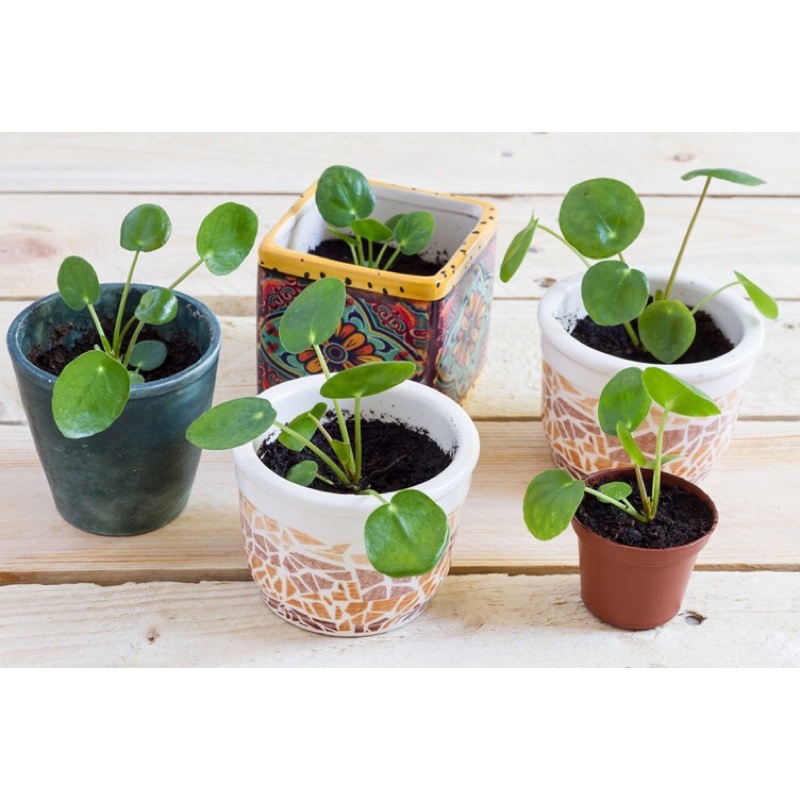 Cây Cỏ Gương sz nhỏ - Pilea Peperomiodies