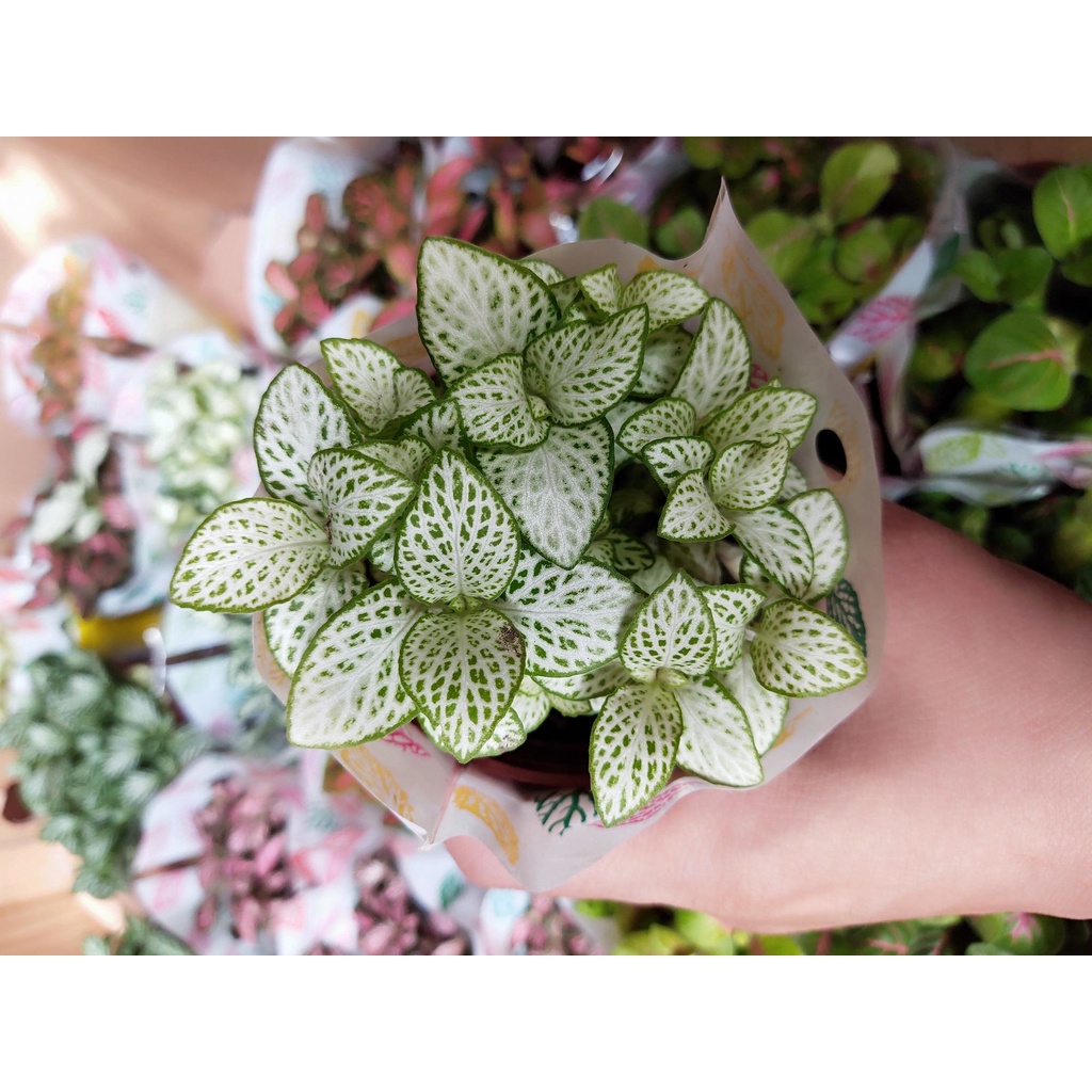 Cây cẩm nhung cỏ may mắn màu xanh màu xanh lá cây