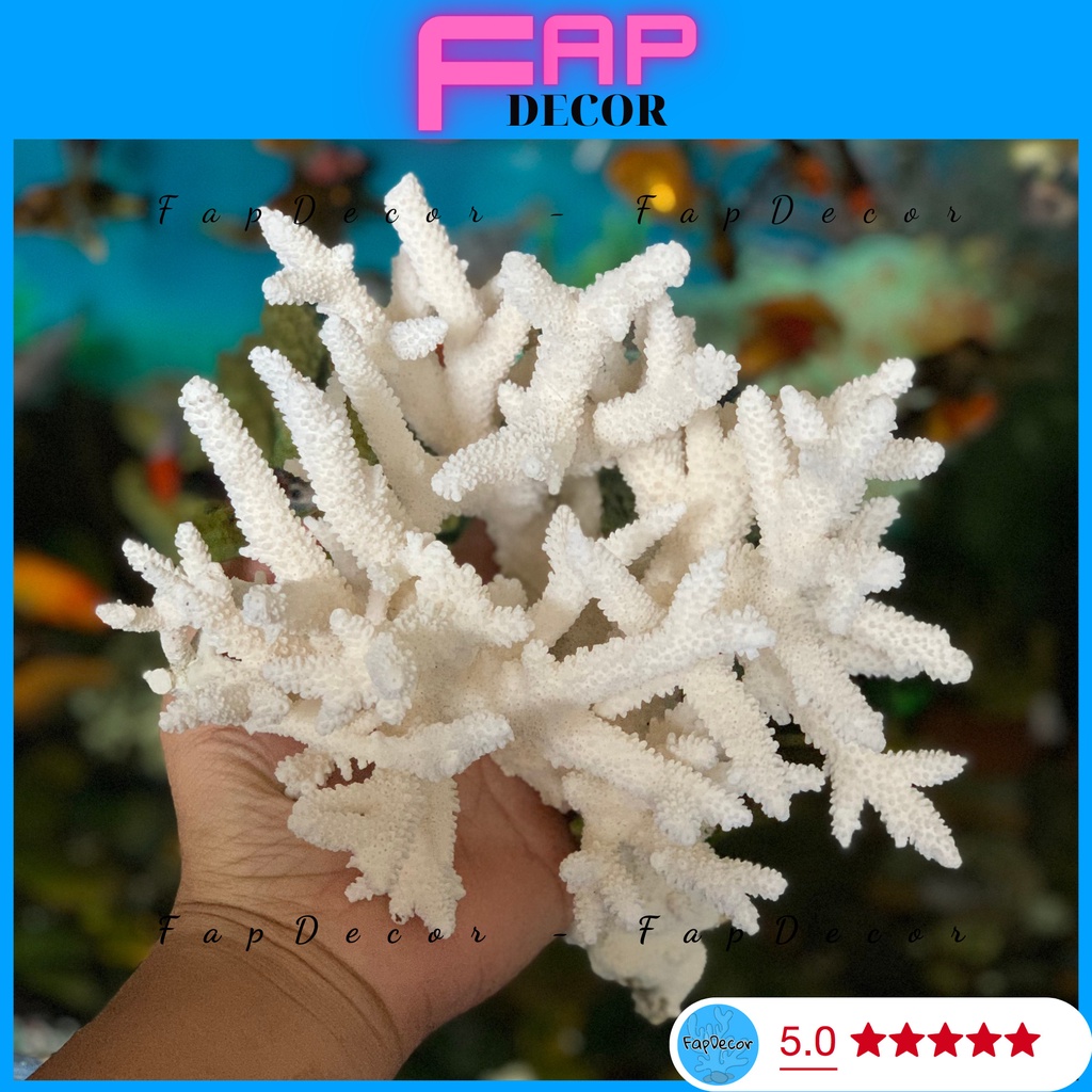 SAN HÔ BÔNG RẠN ĐŨA DẠNG CÂY CAO CẤP ĐẸP TRANG TRÍ THỦY SINH DECOR NHÀ CỬA