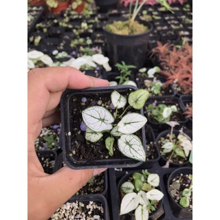 Caladium Humboldtii mini white, môn trắng, môn kiểng, kiểng lá, môn màu