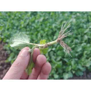 combo 1000 cây hoa cúc giống vàng pha lê