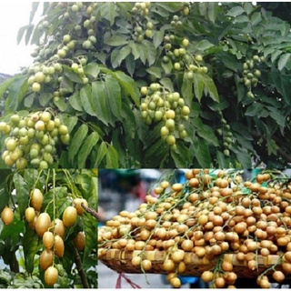 Cây hồng bì (combo 2 cây)