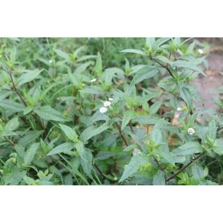 cây cỏ mực khô(cây nhọ nồi 1kg)