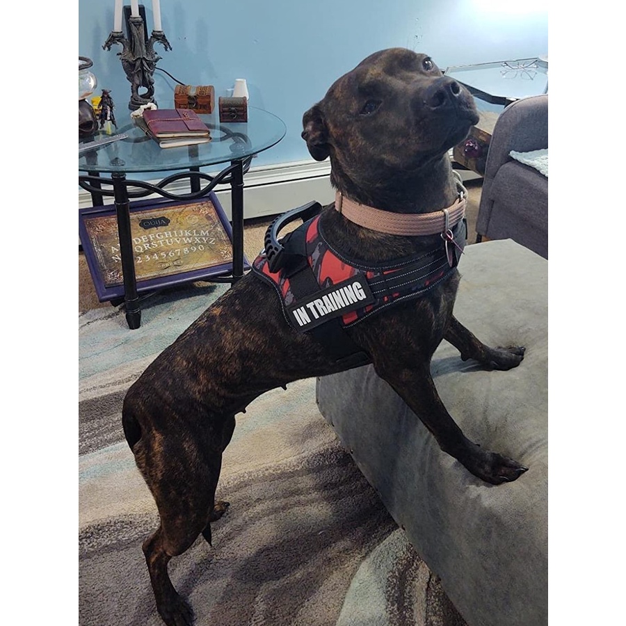 Dây dắt chó cao cấp dạng yếm dễ kiểm soát được thú cưng - Genyo pet rope 009