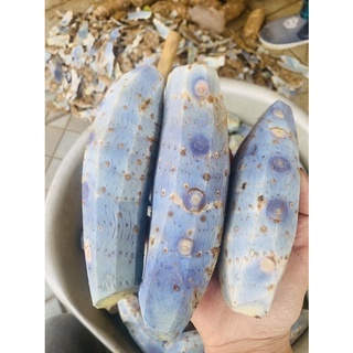 Tinh bột nghệ đen