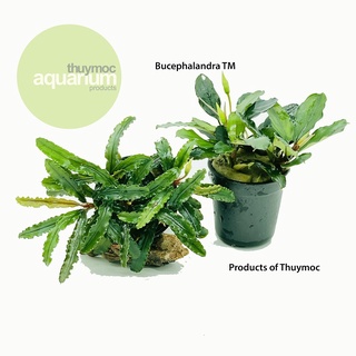 Bucep Bucephalandra Random 1 Chậu - Dán Đá Lũa, Cây Thủy Sinh Không Cần Co2