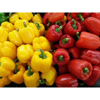 Hạt giống Ớt chuông mini kiểng trái ngọt