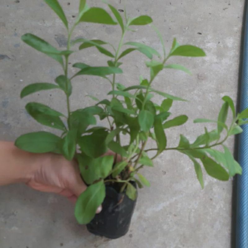bầu cây cúc tần ( từ bi xanh )