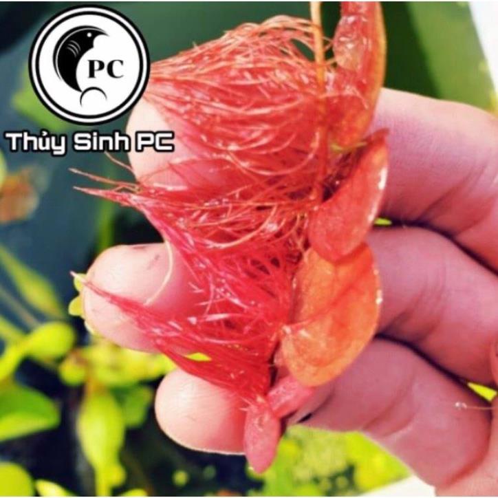 Phần 10 nhánh bèo rễ đỏ trang trí bể thủy sinh, cá, tép, tiểu cảnh, hòn non bộ