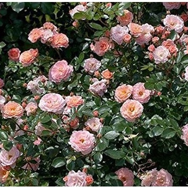 HẠT GIỐNG 20 HỒNG HOA SIÊU HOA Cây hoàn hảo Apricot Drift Rose Live Plant, 3 Gallon, Bao gồm Hướng dẫn Chăm sóc