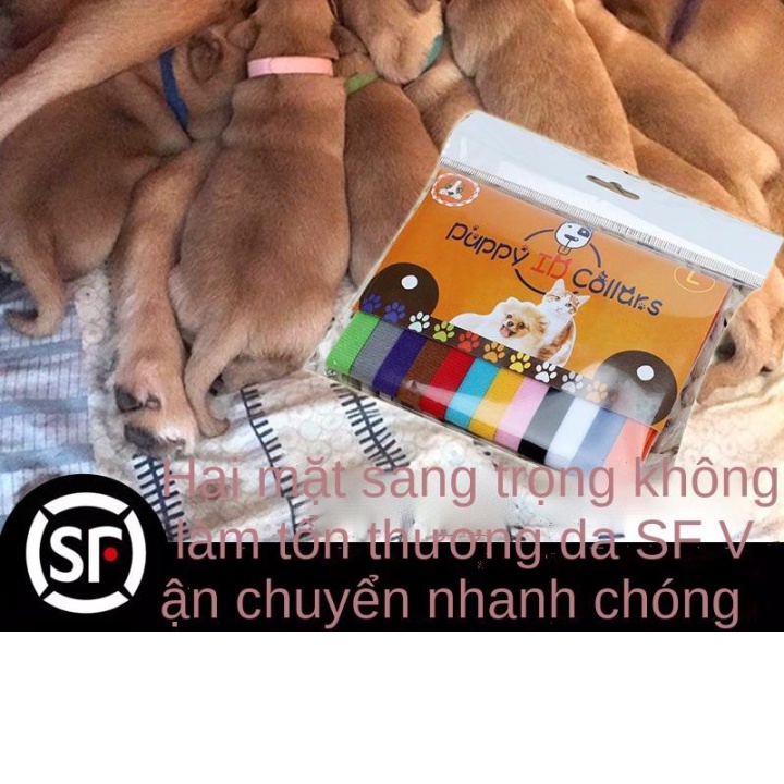 Chó con sơ sinh, mèo, vòng nhận dạng vật nuôi, đánh dấu cổ, dây đeo dạng, cổ sữa, mèo con,