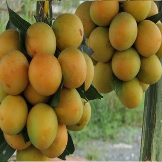Cây giống thanh trà