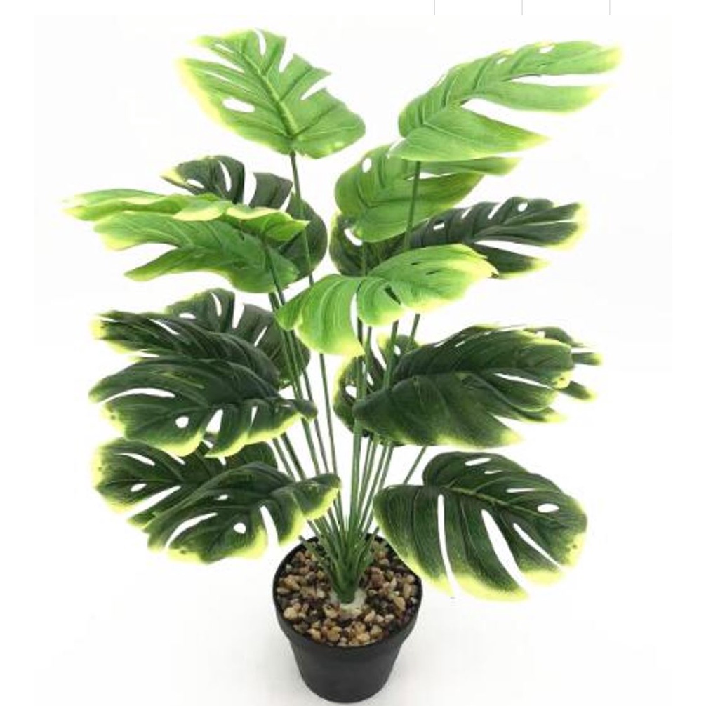 Cây lá rùa decor - Trầu bà lá xẻ giả trang trí