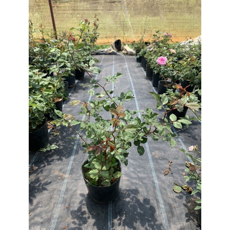 Hoa hồng leo Doctuer Massad - cây nguyên chậu cao 50-60cm. thienan22916