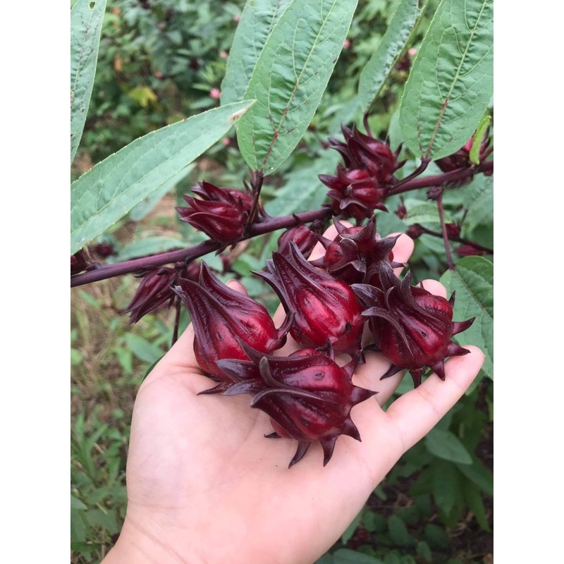 Hạt Giống Hoa Atiso Đỏ