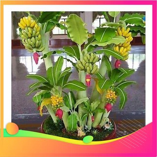 Hạt Giống Chuối Mini - 10 Hạt VIETGAR