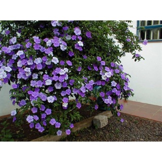 Cây hoa lài nhật hoa thơm đổi màu- Trang trí sân vườn- Decor- Phong thuỷ- Cây hoa kiểng Đồng Tháp