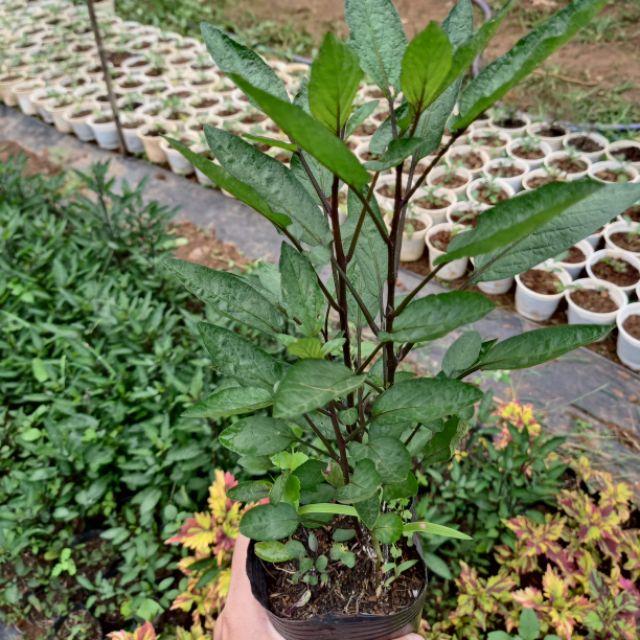 Cây giống Dưa hấu Pepino - cây lớn