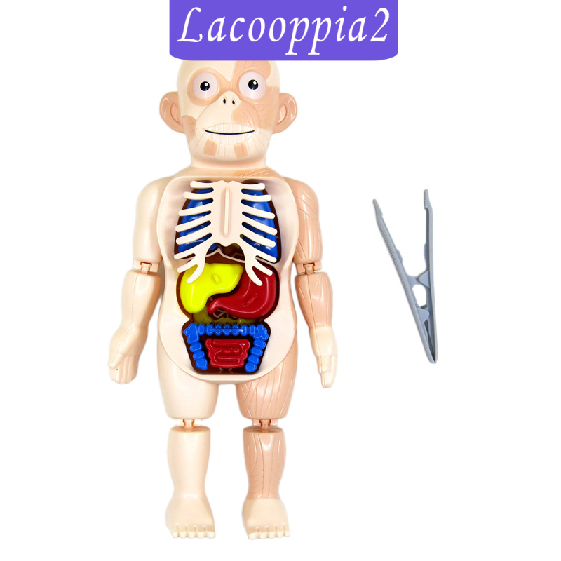 Mô Hình Cơ Thể Người Giải Phẫu Lacooppia2 Dùng Để Dạy Học Cho Bé