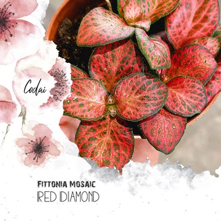 Cây Fittonia Mosaic Red Diamond – Cây Cẩm Nhung Mosaic Red Diamond, Lá May Mắn Red Diamond