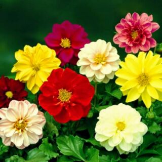 Hạt giống hoa thược dược kép lùn mix