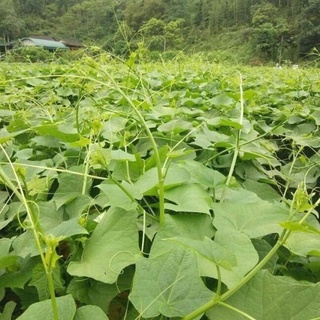 Su Su Giống