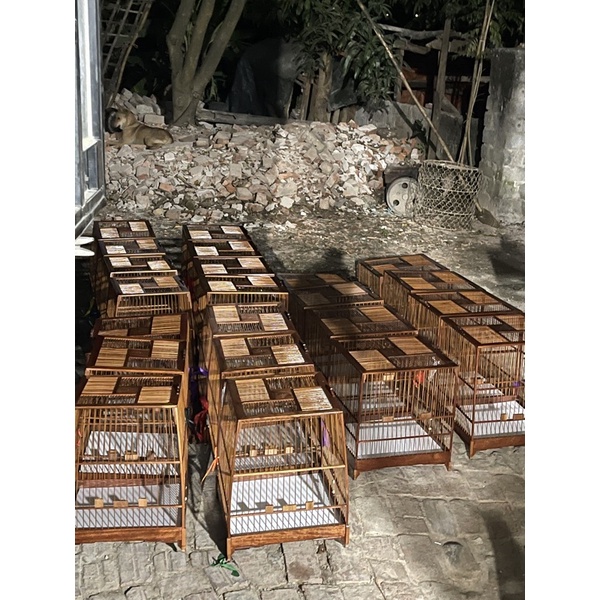 Lông chim chào mào. đủ phụ kiên